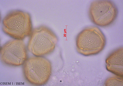 ISEM 1/Halenia_weddelliana_29114/Halenia_weddelliana_29114_0001(copy)_thumb.jpg